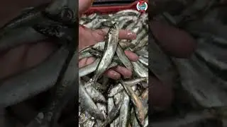 ПЕРВАЯ В ЭТОМ СЕЗОНЕ СВЕЖАЙШАЯ БЕЛОМОРОЧКА!