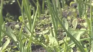 Уход за луком и чесноком   уДачные советы