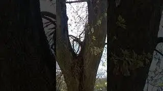 Под карканье вороны поиграли сегодня с 