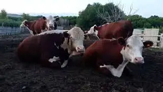 коровы ,наши девочки пришли домой .
