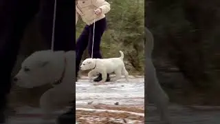Алабай щенок питомник #таежныйталисман Щенку 2 месяца Сегодня учились ходить на поводке #щенкиалабая