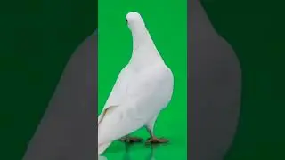Green Screen Pigeon Animation video with no copyright. #green #awesome #cartoon #freegreenscreen