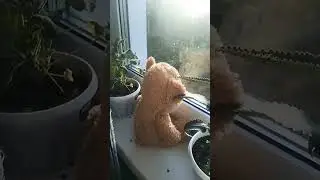 #ёжик