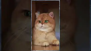 Видео смешное, приколы с котами, подборка классная