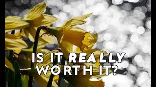 Photographing the Farndale Daffodil Trail
