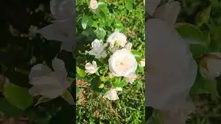 Нежный белые розы