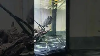 Чарльз и его корм)))