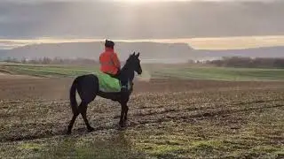 Apple Away heading home after going up the gallops... | #shorts #horseracing