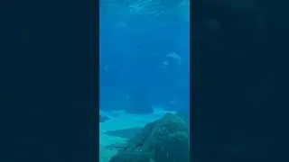 oceanário de Lisboa #fish #lisbon #oceanário #solotravel #hydrate #portugal #audhd