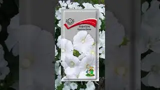 Однолетние цветы для солнечного участка 