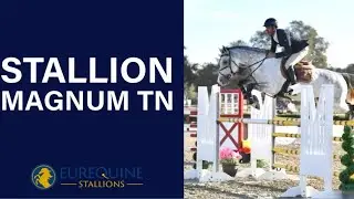 Stallion: Magnum TN