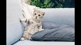 Funniest Cats 😹 - Try Not To Laugh 😂 - Funny Cats Life