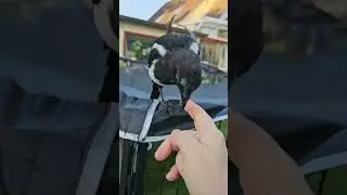 Ангела спасает птиц         Angela hilft Vögel #help #hilfen #vogel #птицы #природа