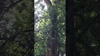 Black Locust Tree at Mt. Auburn Cemetery