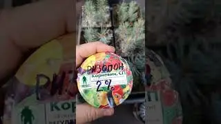 Голубая ель. Укоренение.