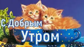 Доброе утро! Красивое Поздравление с Добрым утром хорошего дня! С Добрым Утром!