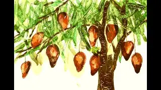 MANGOES