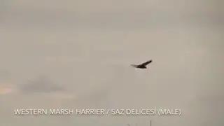Western Marsh Harrier / Saz Delicesi