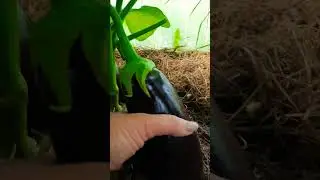 Сорта баклажанов Алёнка зеленоплодный и Навал,  крупноплодный и урожайный 🍆👌 #оттатьяныслюбовью