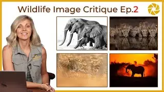 Wildlife Photo Critique Ep2
