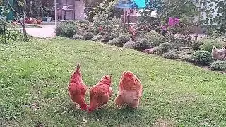 Февральские цыплята выросли🐣