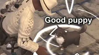 chihuahua...