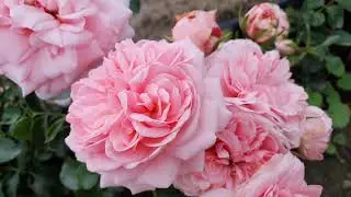 EDROSES/Троянда 🌹    Хоум енд Гарден (Home & Garden), Kordes, Німеччина, 2001Флорибунда (Floribunda)