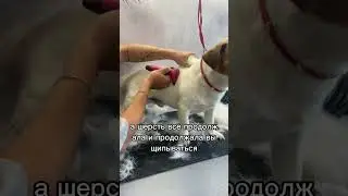 Досмотрев до конца, Вы удивитесь количеству вычесанной шерсти🔥🔥🔥 
