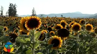 Second annual Sunflower Festival kicks off in the North Okanagan