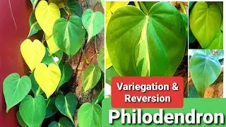 Plant Variegation and Reversion | Philodendron Burle Marx, Brasil and Birkin