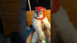 Helm Kucing Pochita
