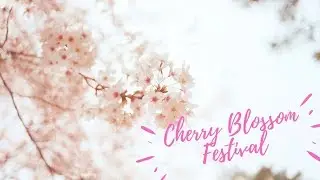 Japanese Sakura Cherry Blossom Festival