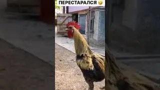 Будильник на утро.Ржал до слёз🤣#юмор #смех