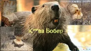 Бобер і його середовище існування