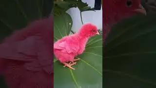 ayam warna merah #cute #ayamwarnawarni #animalcute #animalsvideo #shortsfeed