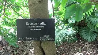 Annona muricata Soursop At The Fruit and Spice Park 07/14/24