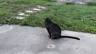 Cat eats cricket