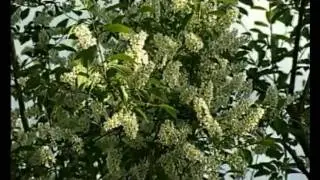 Видеозарисовки Мурманск лето 2.mp4