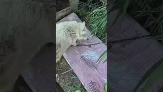 Красивая собачка     #собака #dog #dogs