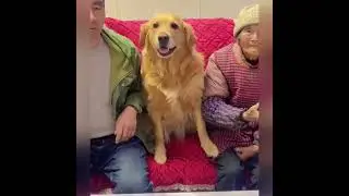 Golden Adorable Dog Always Protecting Grandma. 