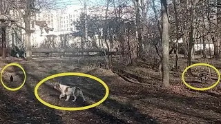 русские спаниели работа по воронам в парке