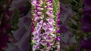 Flower Seeds to Plant in Fall #shorts #gardening #flowers #fall