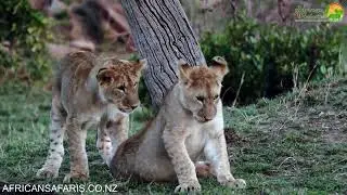 Lion cubs playing with their Mum