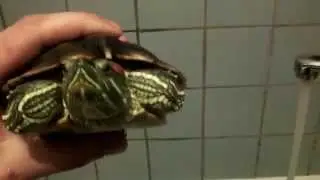Боевой черепах