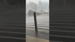 Sudden Windstorm and Downed Trees Filmed Up-Close