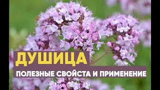 Душица - лечебные свойства и применение