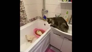 Степашка и утки