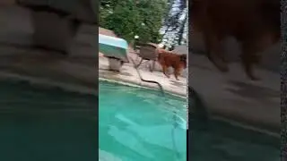 Doggo is worried when his human is in the pool and wants to hold his hand