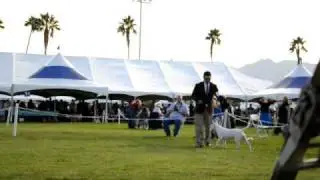 BULLS2011 605