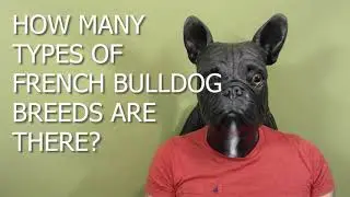 How Many Types of French Bulldog Breeds Are There?